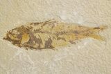 Shale With Five Fossil Fish (Knightia) - Wyoming #320383-1